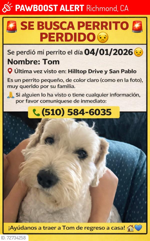 Lost Male Dog last seen Hilltop drive& San Pablo, Richmond, CA 94806
