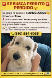 Lost Male Dog last seen Hilltop drive& San Pablo, Richmond, CA 94806