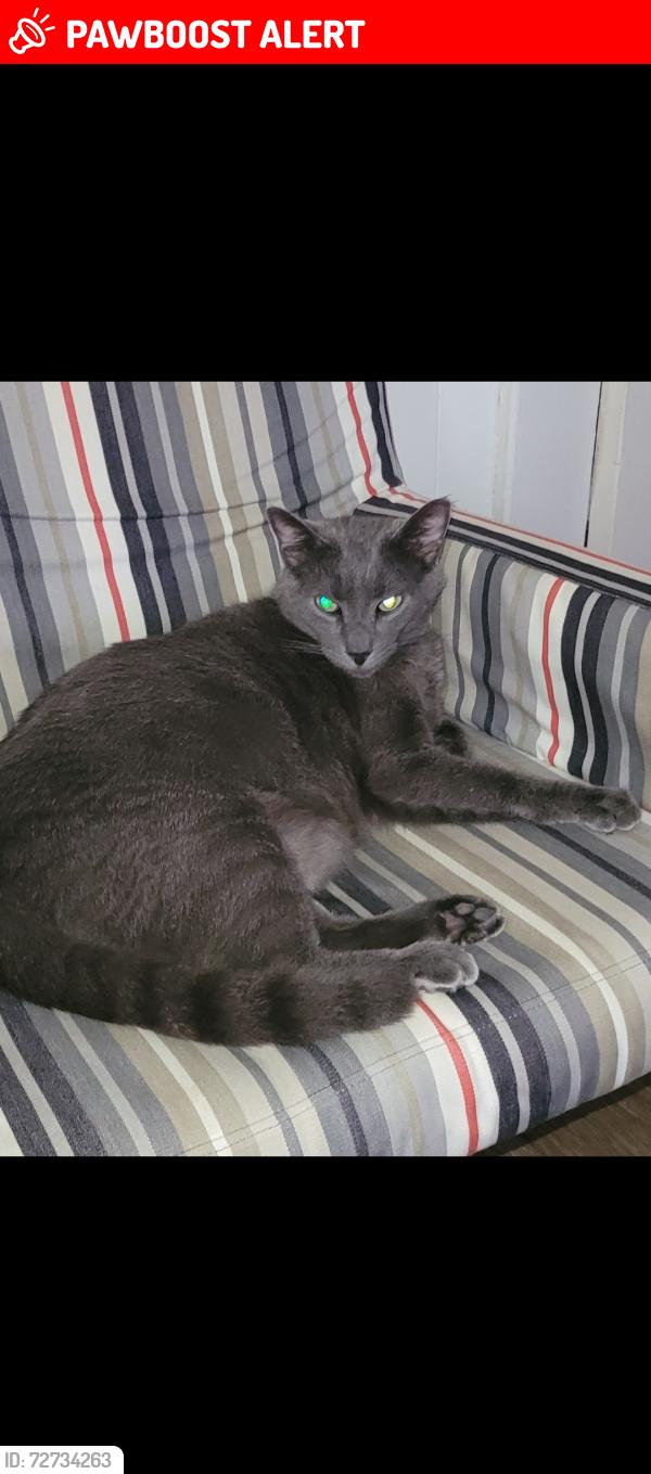 Lost Male Cat last seen 38th and Asbury, Millcreek Township, PA 16506
