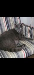 Lost Male Cat last seen 38th and Asbury, Millcreek Township, PA 16506