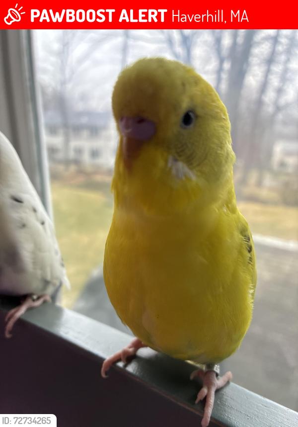 Lost Male Bird last seen Haverill by my neighbors hse, Haverhill, MA 01830