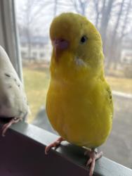 Lost Male Bird last seen Haverill by my neighbors hse, Haverhill, MA 01830