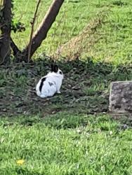 Found/Stray Unknown Rabbit last seen Watkins rd near k m market, Columbus, OH 43232