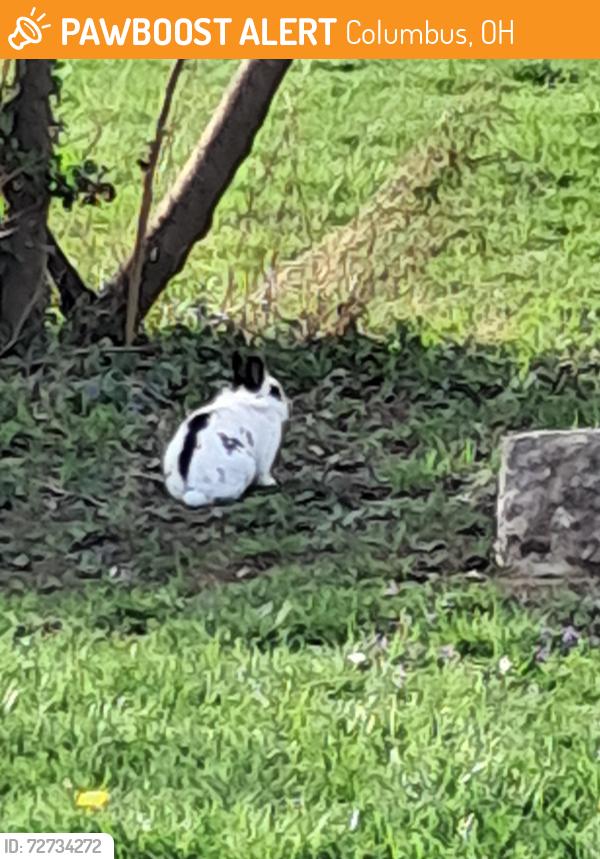 Found/Stray Unknown Rabbit last seen Watkins rd near k m market, Columbus, OH 43232