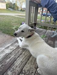 Found/Stray Female Dog last seen Dale road, Morrow, GA 30260