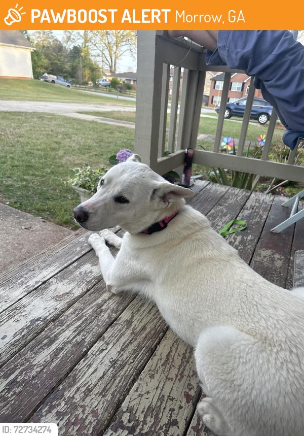 Found/Stray Female Dog last seen Dale road, Morrow, GA 30260