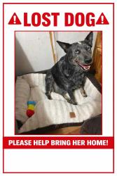 Lost Female Dog last seen Cleburne livestock auction barn, Cleburne, TX 76033