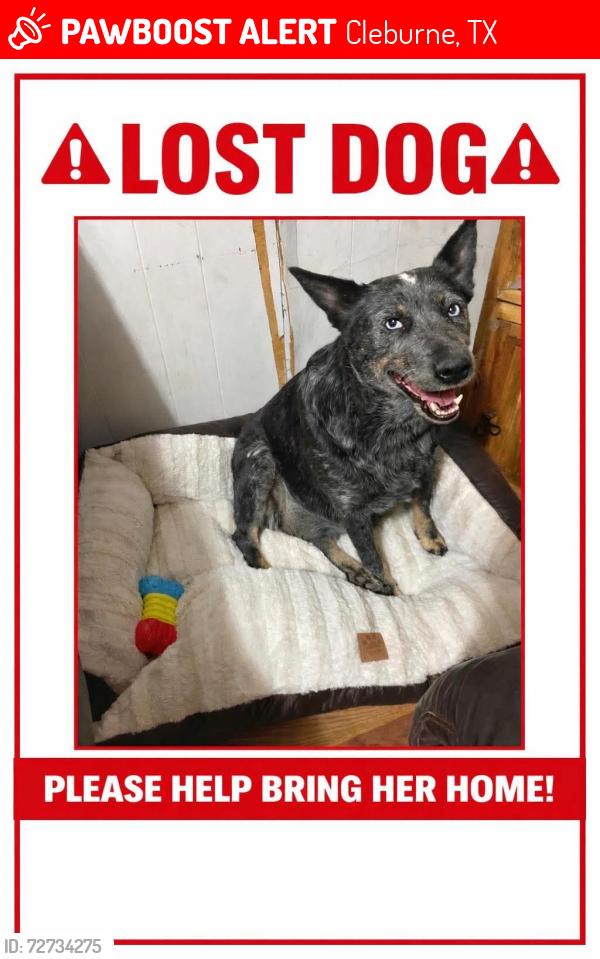 Lost Female Dog last seen Cleburne livestock auction barn, Cleburne, TX 76033