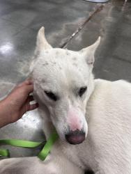 Found/Stray Female Dog last seen Near Mount Zion Rd Morrow, GA  30260 United States, Morrow, GA 30260