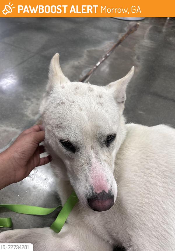 Found/Stray Female Dog last seen Near Mount Zion Rd Morrow, GA  30260 United States, Morrow, GA 30260