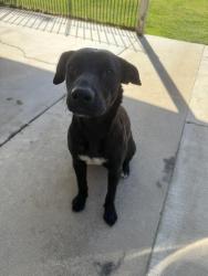 Found/Stray Female Dog last seen hughes & wilson, Bakersfield, CA 93304