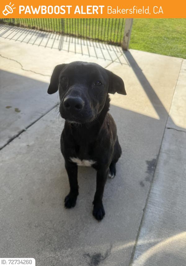 Found/Stray Female Dog last seen hughes & wilson, Bakersfield, CA 93304