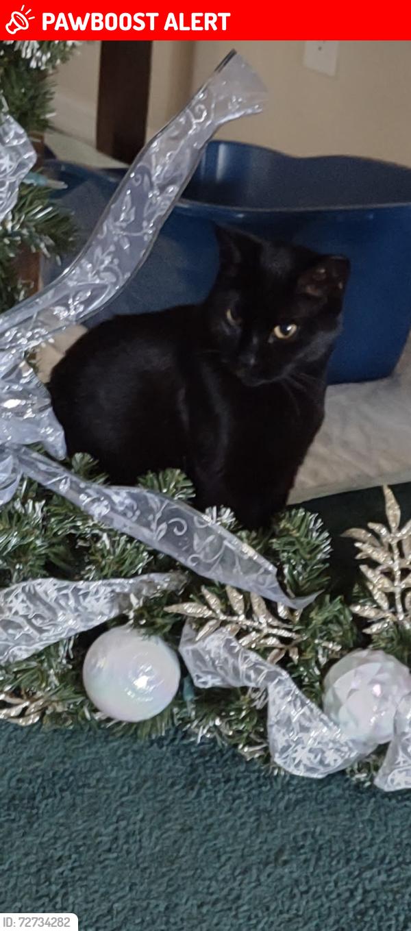 Lost Female Cat last seen Highway 29, Escambia County, FL 32577