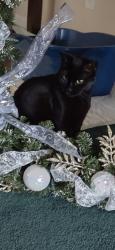 Lost Female Cat last seen Highway 29, Escambia County, FL 32577
