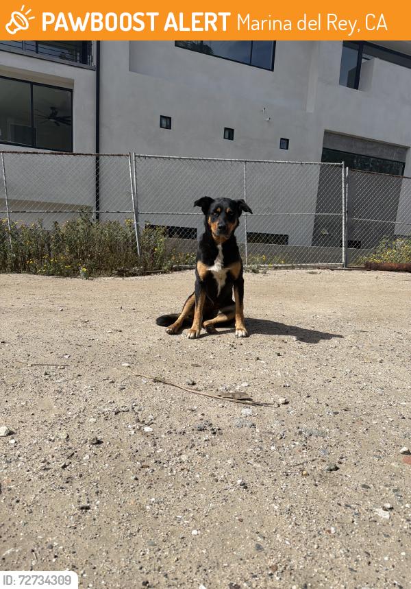 Found/Stray Female Dog last seen Near via dolce, Marina del Rey, CA 90292