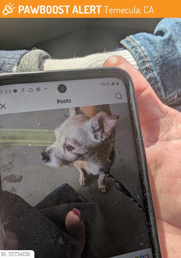 Found/Stray Male Dog last seen Redhawke parkway, Temecula, CA 92592