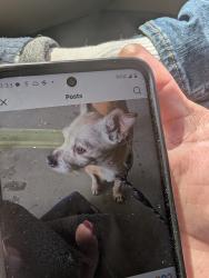 Found/Stray Male Dog last seen Redhawke parkway, Temecula, CA 92592