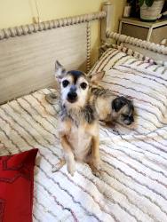 Lost Female Dog last seen Hilton and 10 mile , Ferndale, MI 48220