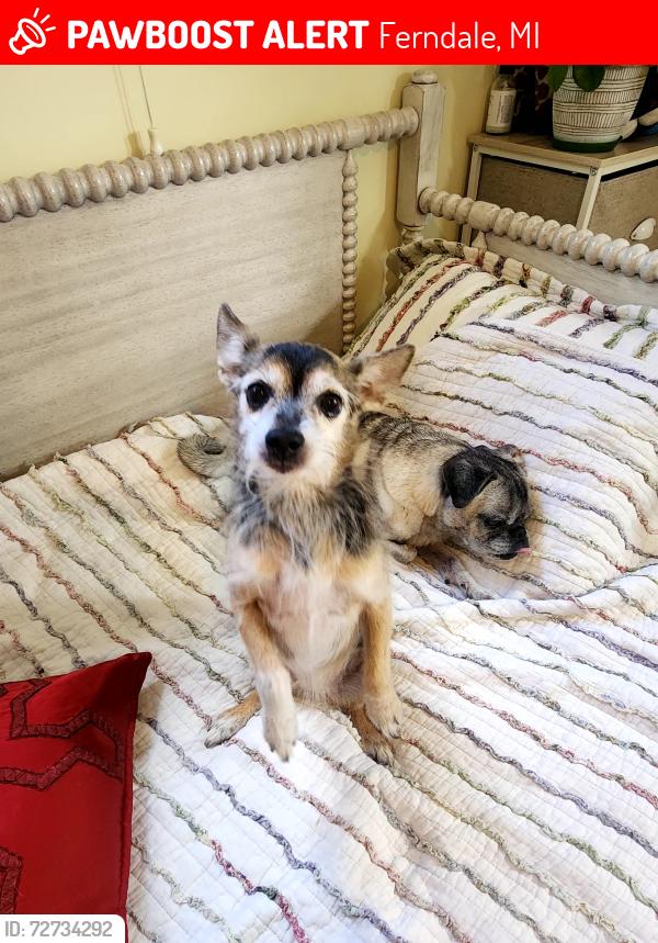 Lost Female Dog last seen Hilton and 10 mile , Ferndale, MI 48220