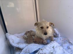 Shelter Stray Female Dog last seen SHERMAN ISLAND EAST LEVEE, 95471, Sacramento, CA 95827