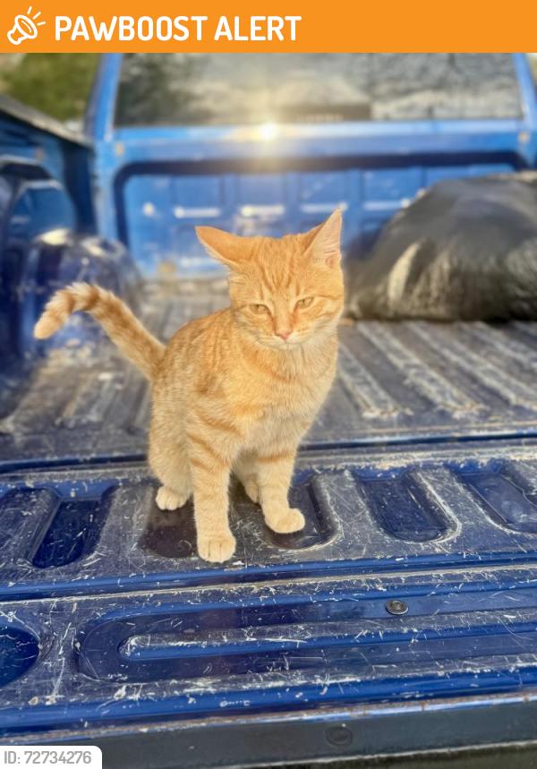 Found/Stray Male Cat last seen Sulphur Springs , Clarksville, TN 37043