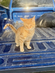 Found/Stray Male Cat last seen Sulphur Springs , Clarksville, TN 37043