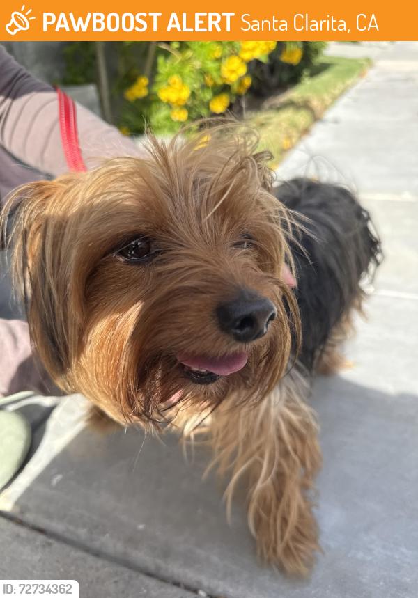 Found/Stray Female Dog last seen Bridgeport and Stony Point, Santa Clarita, CA 91355