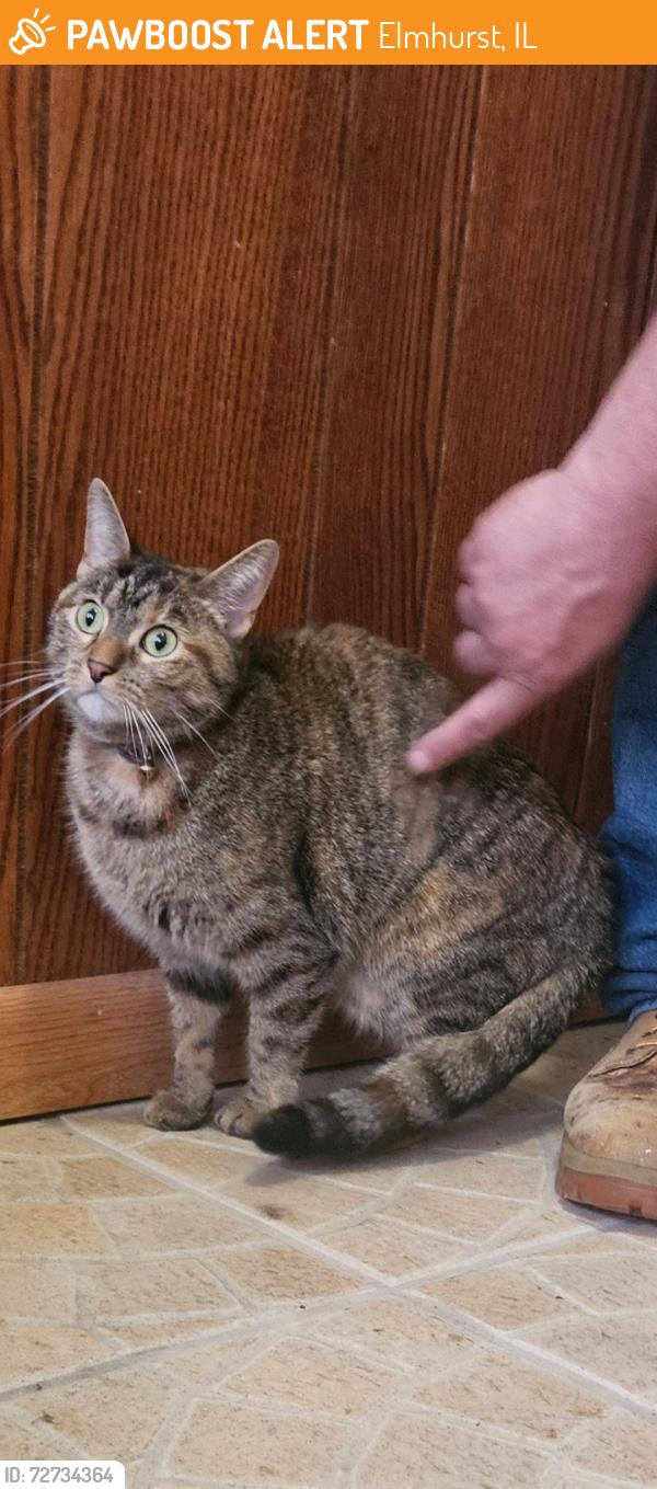 Found/Stray Female Cat last seen York and van buren, Elmhurst, IL 60126