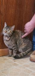 Found/Stray Female Cat last seen York and van buren, Elmhurst, IL 60126