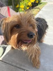 Found/Stray Female Dog last seen Bridgeport and Stony Point, Santa Clarita, CA 91355