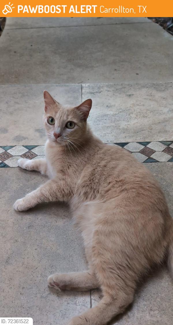 Found/Stray Female Cat last seen Carrollton, Carrollton, TX 75006
