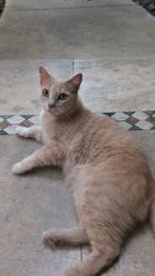 Found/Stray Female Cat last seen Carrollton, Carrollton, TX 75006