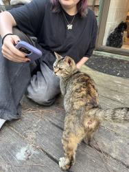 Found/Stray Female Cat last seen Kipling rd, hardee rd, Fuquay-Varina, NC 27526