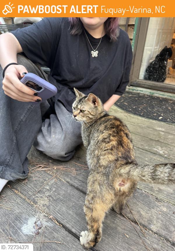 Found/Stray Female Cat last seen Kipling rd, hardee rd, Fuquay-Varina, NC 27526