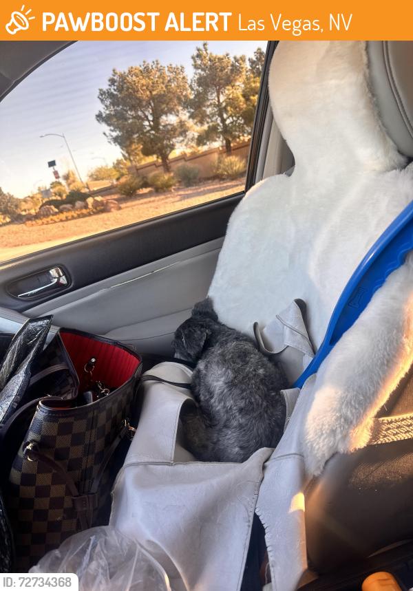 Found/Stray Female Dog last seen South Shores Animal hosp, Las Vegas, NV 89128
