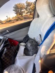 Found/Stray Female Dog last seen South Shores Animal hosp, Las Vegas, NV 89128
