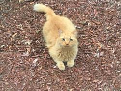 Lost Male Cat last seen Linebaugh/albany(arminia, Tampa, FL 33612