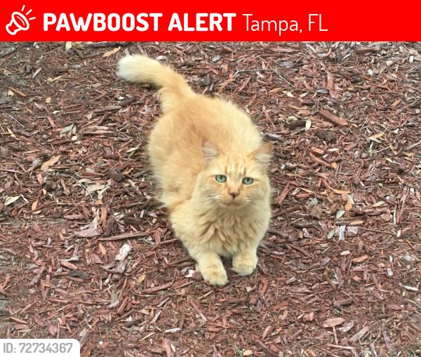 Lost Male Cat last seen Linebaugh/albany(arminia, Tampa, FL 33612