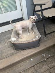 Found/Stray Female Dog last seen River Glen Park, San Jose, CA 95125