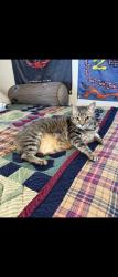 Lost Male Cat last seen Oates and Ferguson , Dallas, TX 75228