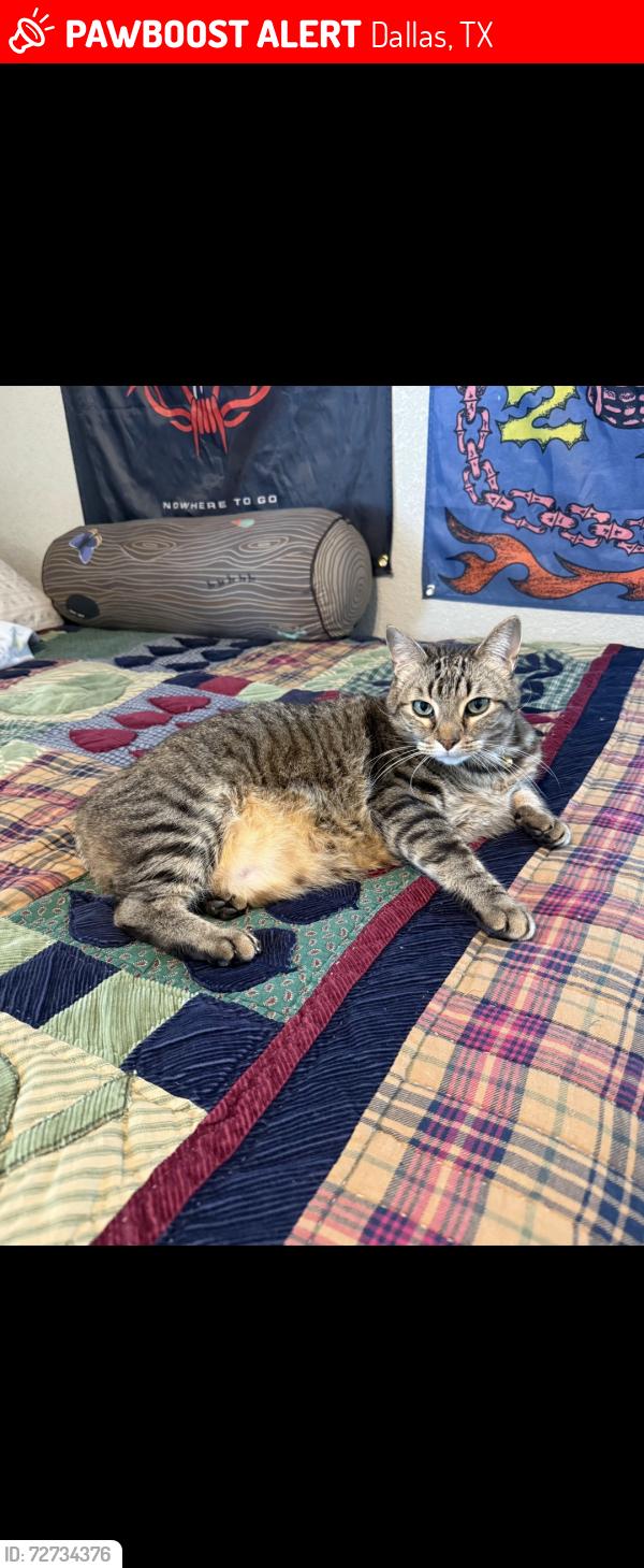 Lost Male Cat last seen Oates and Ferguson , Dallas, TX 75228