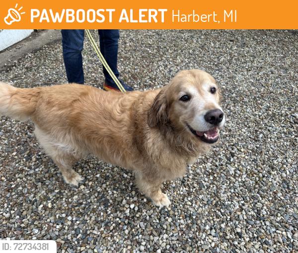 Found/Stray Unknown Dog last seen Prairie and Linwood, Harbert, MI 49128
