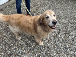 Found/Stray Unknown Dog last seen Prairie and Linwood, Harbert, MI 49128