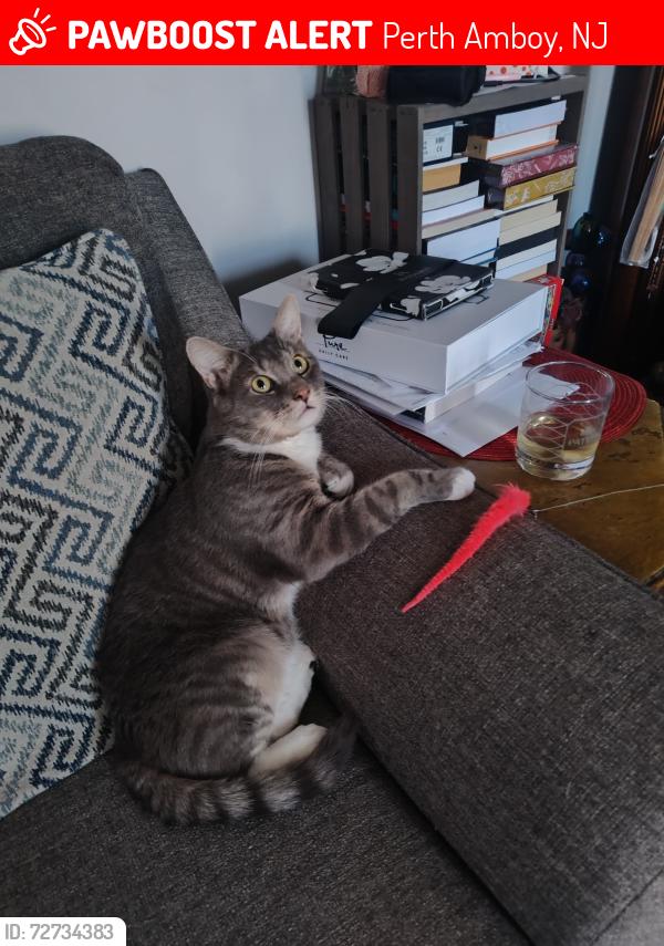 Lost Male Cat last seen Between the houses of Thomas st and Ashley st, Perth Amboy, NJ 08861