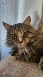 Lost Male Cat last seen Grace street , Taylorsville, IN 47280