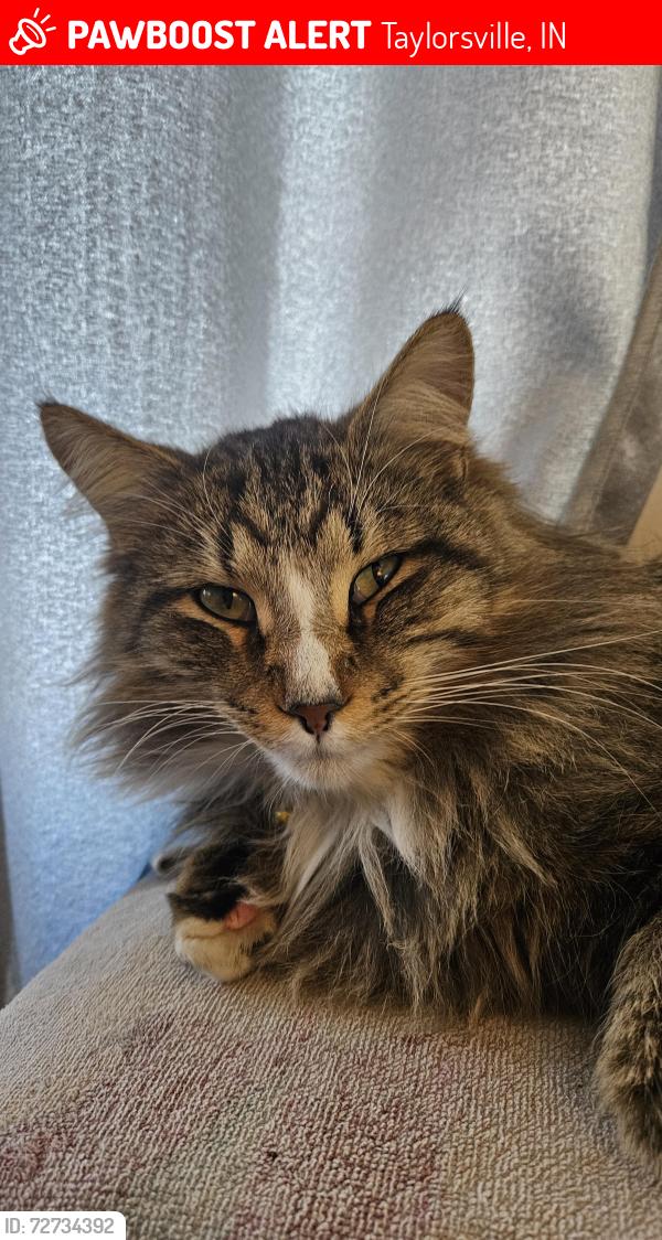 Lost Male Cat last seen Grace street , Taylorsville, IN 47280