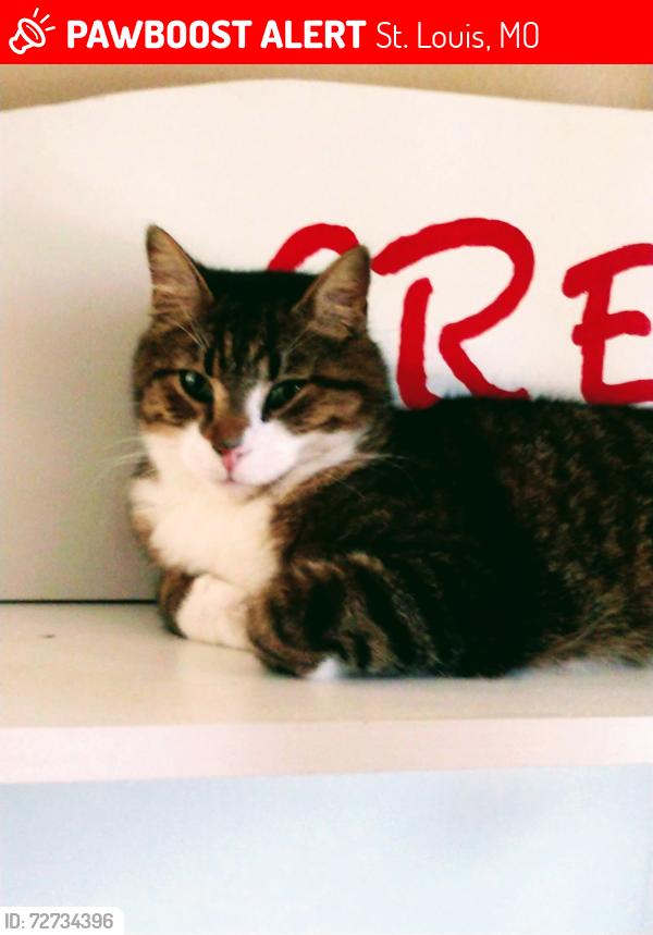 Lost Male Cat last seen Garvey street going up hill, St. Louis, MO 63129
