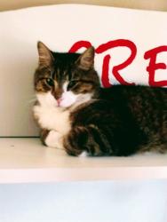 Lost Male Cat last seen Garvey street going up hill, St. Louis, MO 63129