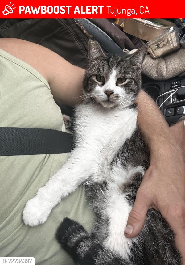 Lost Male Cat last seen Clear Creek Park, Tujunga, CA 91042