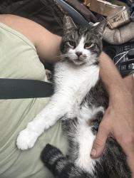 Lost Male Cat last seen Clear Creek Park, Tujunga, CA 91042
